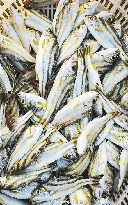 海南人吃鱼有多少种做法 海南人吃鱼有多少种做法