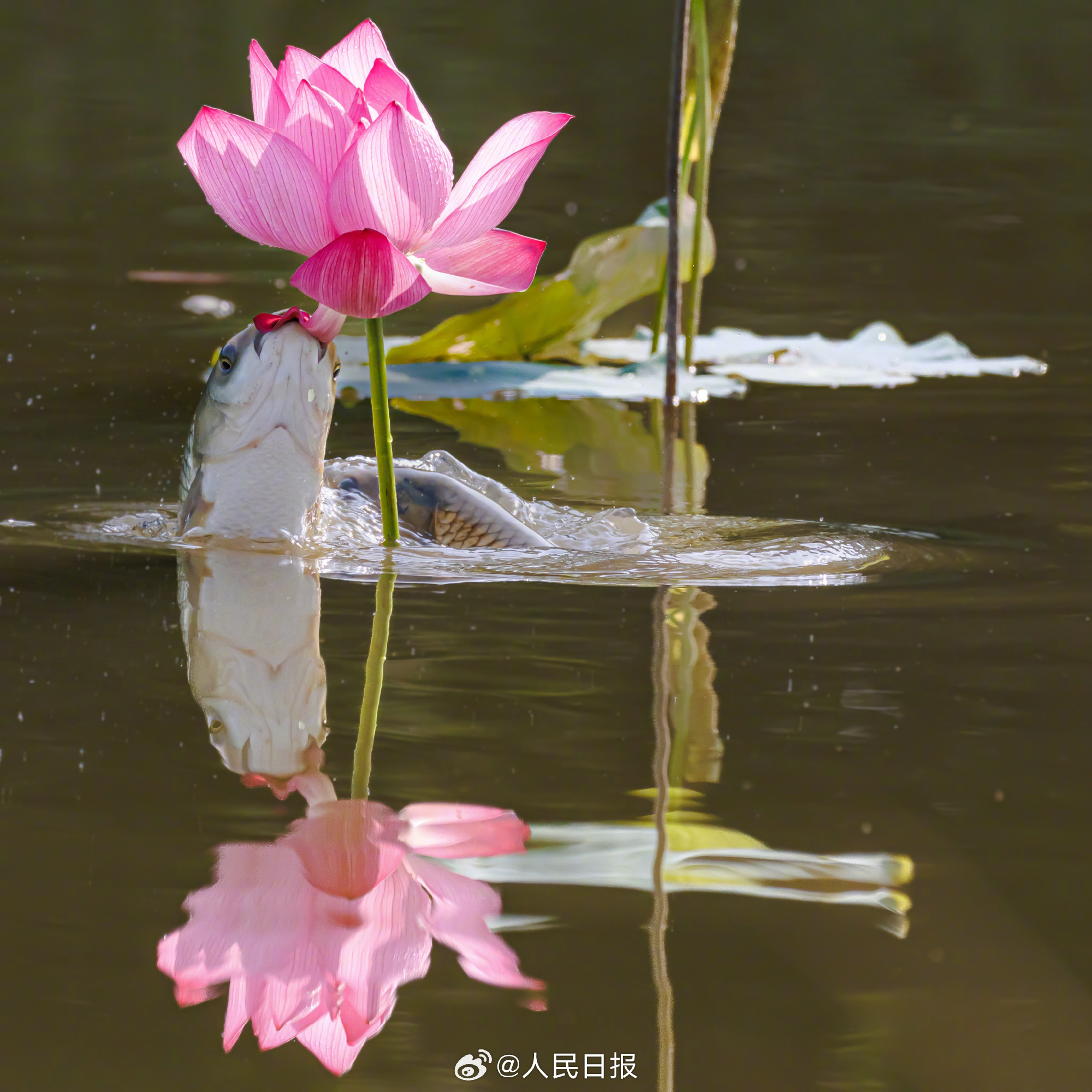 “莲莲有鱼”!鱼食荷花画面好神奇 “莲莲有鱼”!鱼食荷花画面好神奇