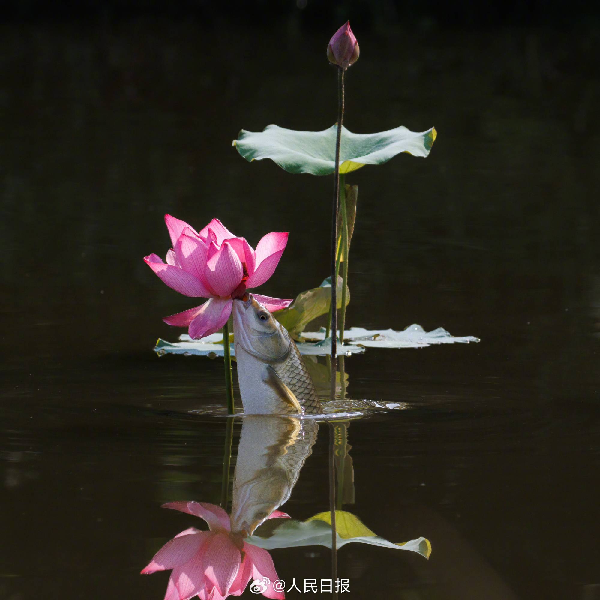 “莲莲有鱼”!鱼食荷花画面好神奇 “莲莲有鱼”!鱼食荷花画面好神奇