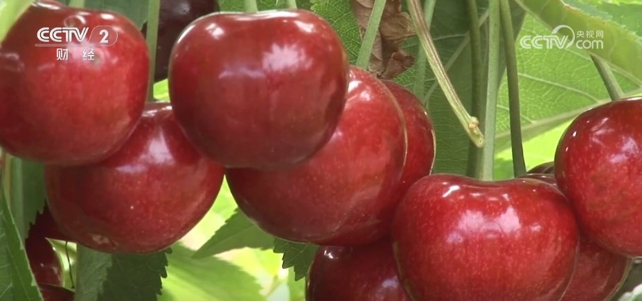 多点发力助力进口水果品种持续扩大 居民端稳“果盘子”享受“甜日子” 多点发力助力进口水果品种持续扩大 居民端稳“果盘子”享受“甜日子”