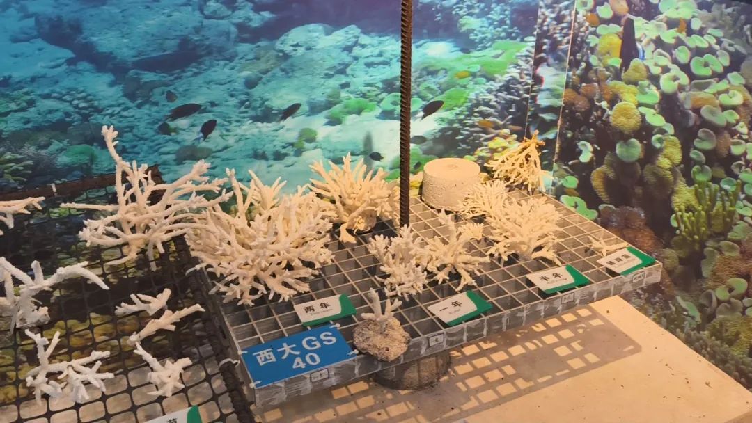 为珊瑚搭建“避难所” 为珊瑚搭建“避难所”