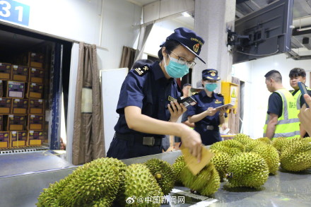 吃货们看过来,10个东盟榴莲,7个来自这里…… 吃货们看过来,10个东盟榴莲,7个来自这里……
