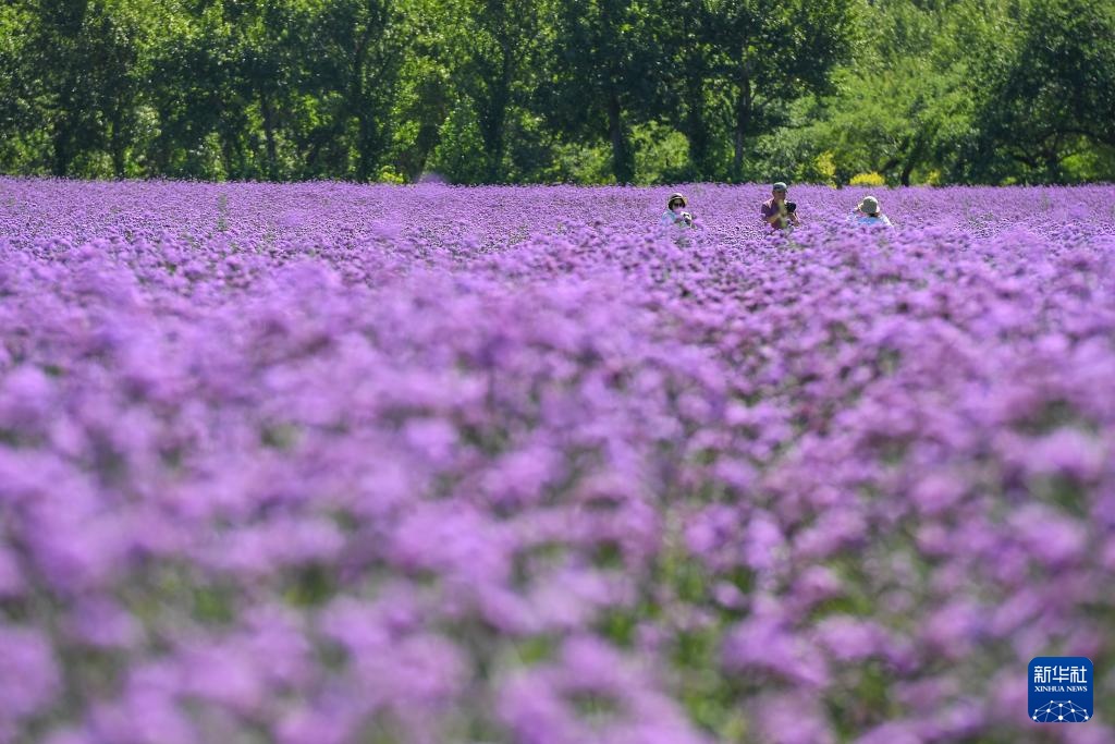 美丽中国丨吉林查干湖：风光旖旎 生态向好