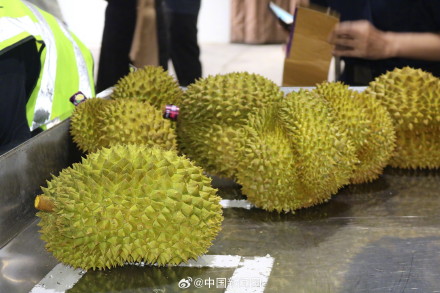 吃货们看过来,10个东盟榴莲,7个来自这里…… 吃货们看过来,10个东盟榴莲,7个来自这里……