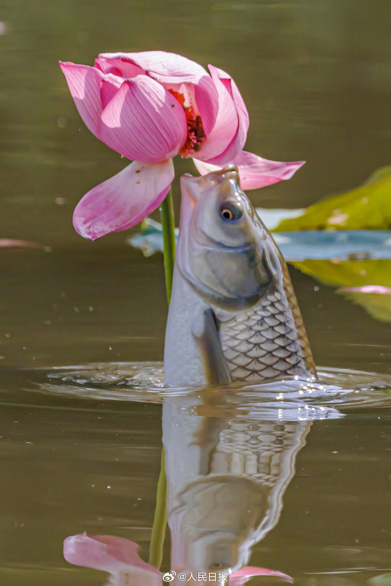 “莲莲有鱼”!鱼食荷花画面好神奇 “莲莲有鱼”!鱼食荷花画面好神奇