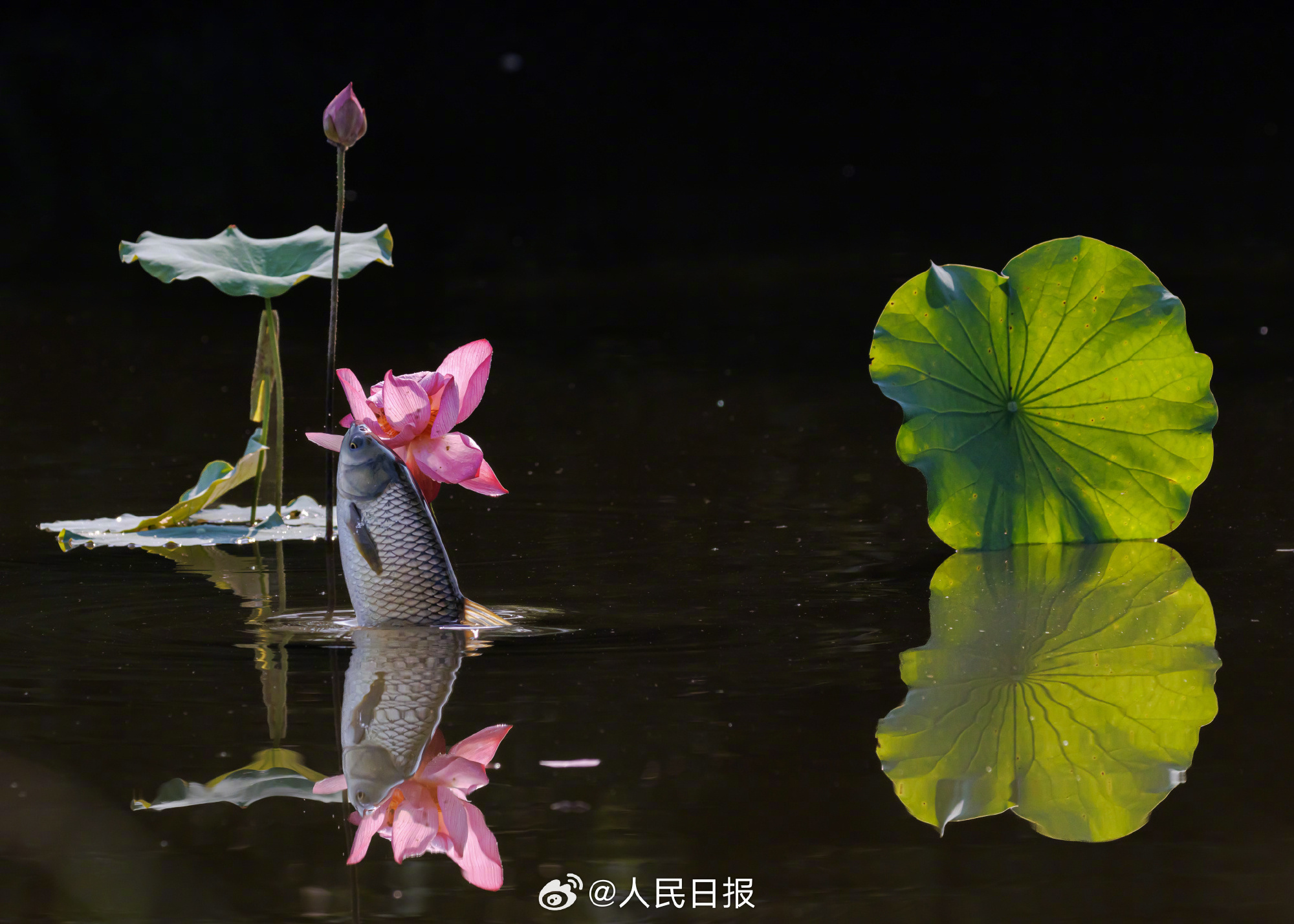 “莲莲有鱼”!鱼食荷花画面好神奇 “莲莲有鱼”!鱼食荷花画面好神奇