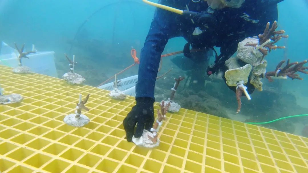 为珊瑚搭建“避难所” 为珊瑚搭建“避难所”