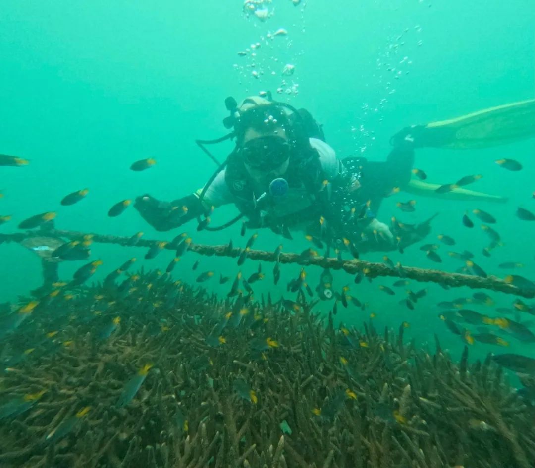 为珊瑚搭建“避难所” 为珊瑚搭建“避难所”