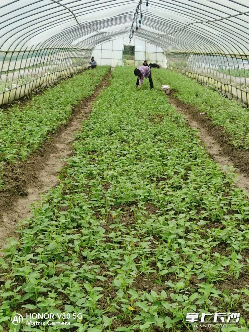 价格大跌!预计还要降! 价格大跌!预计还要降!