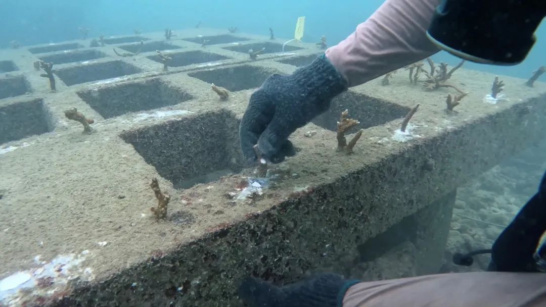 为珊瑚搭建“避难所” 为珊瑚搭建“避难所”