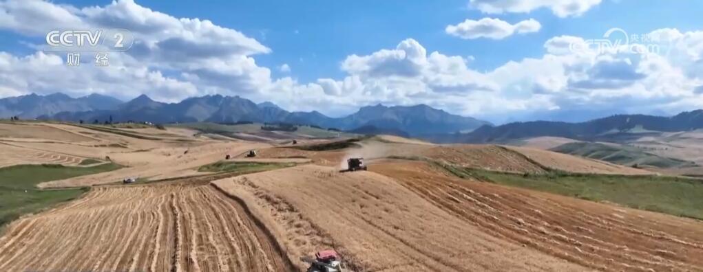 新疆江布拉克万亩旱田开镰收割 “立体麦田”壮观景象美醉游人