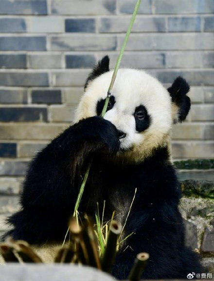 费翔领养多年的大熊猫“戴立”去世