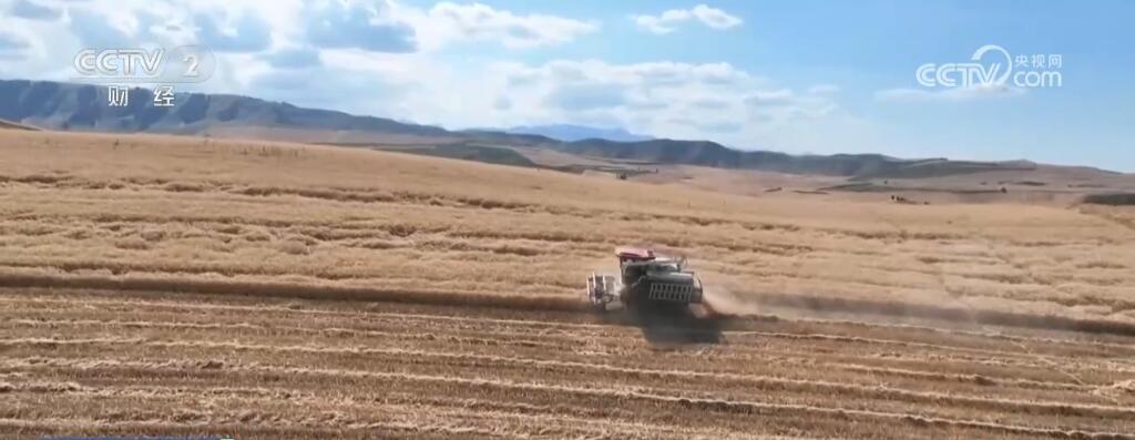 新疆江布拉克万亩旱田开镰收割 “立体麦田”壮观景象美醉游人