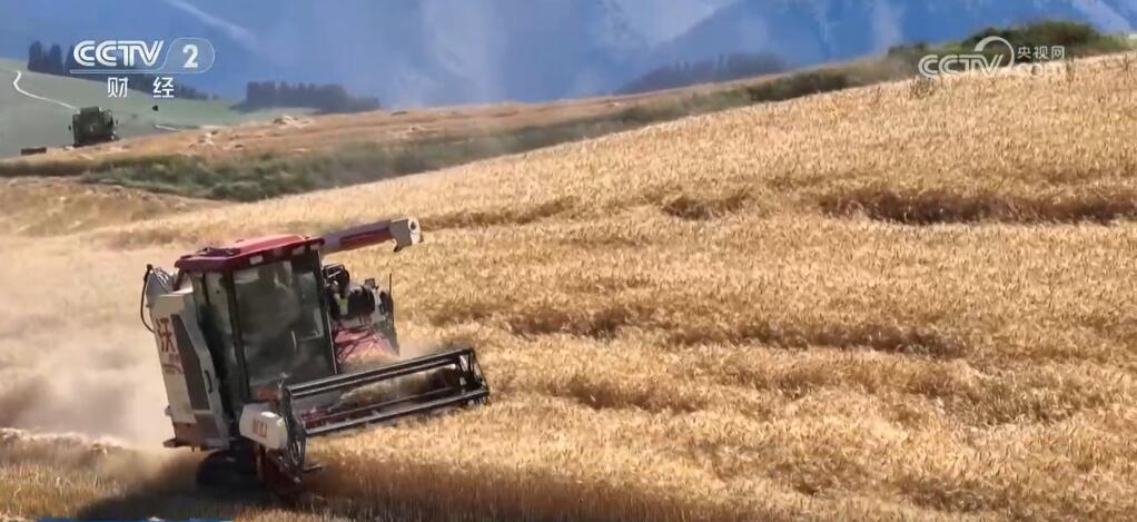 新疆江布拉克万亩旱田开镰收割 “立体麦田”壮观景象美醉游人