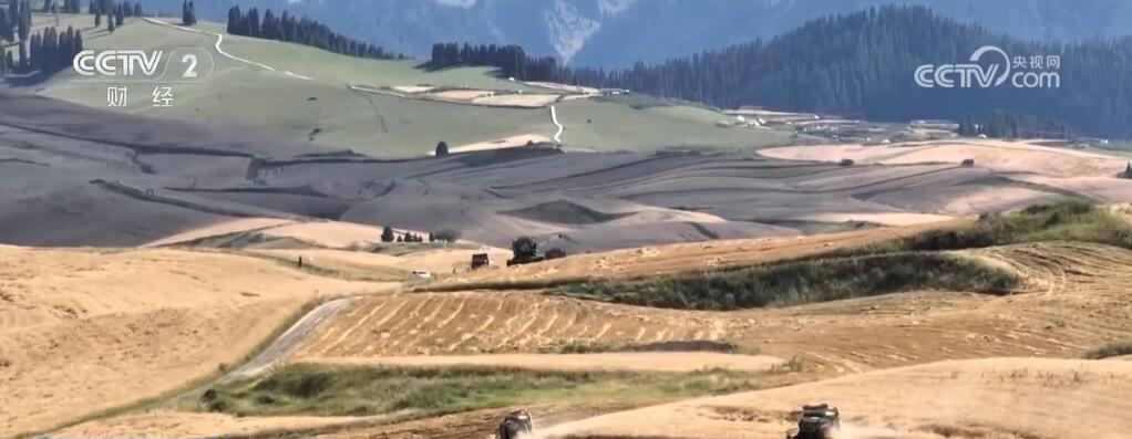 新疆江布拉克万亩旱田开镰收割 “立体麦田”壮观景象美醉游人