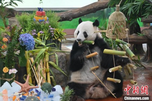 广州动物园大熊猫兄妹“星一”“雅一”迎11岁生日 广州动物园大熊猫兄妹“星一”“雅一”迎11岁生日