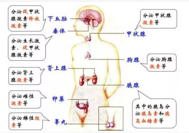 内分泌失调，身体也会出问题！这4点你做到没？