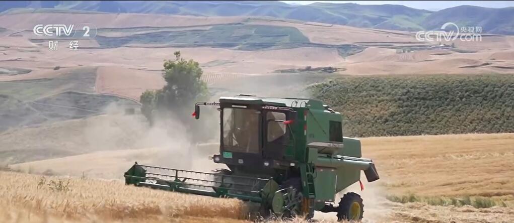 新疆江布拉克万亩旱田开镰收割 “立体麦田”壮观景象美醉游人