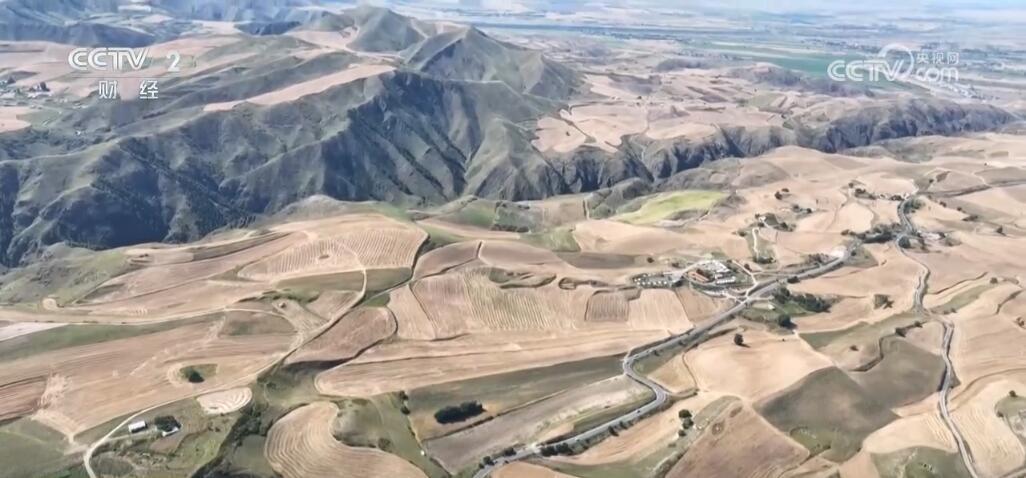 新疆江布拉克万亩旱田开镰收割 “立体麦田”壮观景象美醉游人