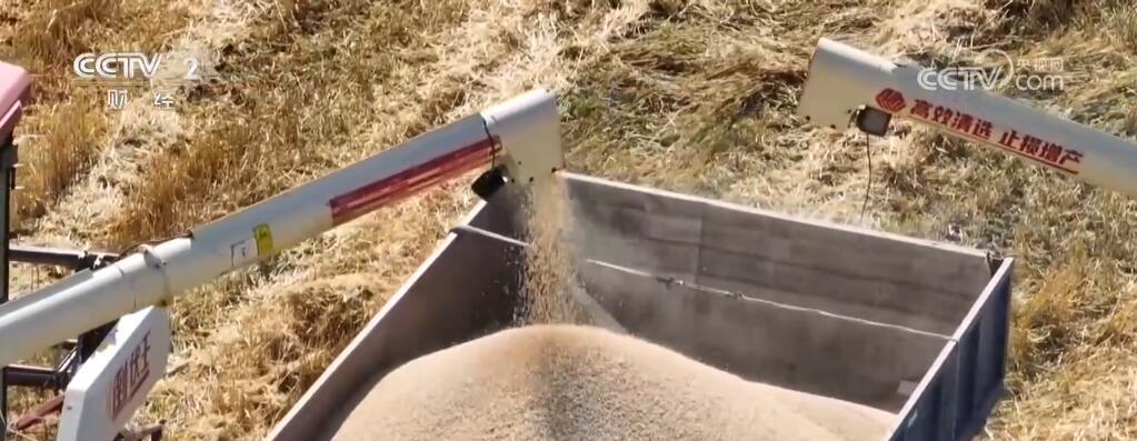 新疆江布拉克万亩旱田开镰收割 “立体麦田”壮观景象美醉游人