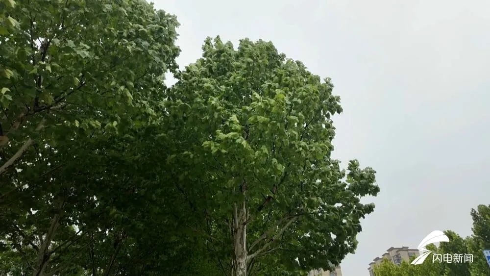 山东不竭发布陆地大风蓝色预警 拆除暴雨橙色和强对流黄色预警