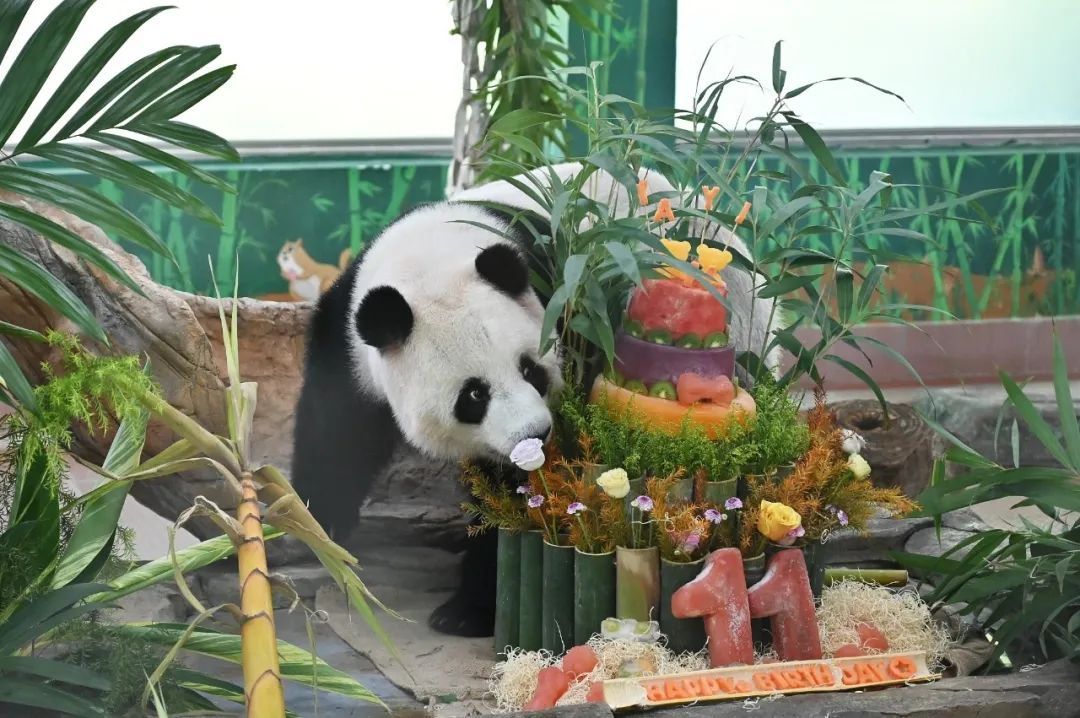 广州动物园“顶流”开Party！