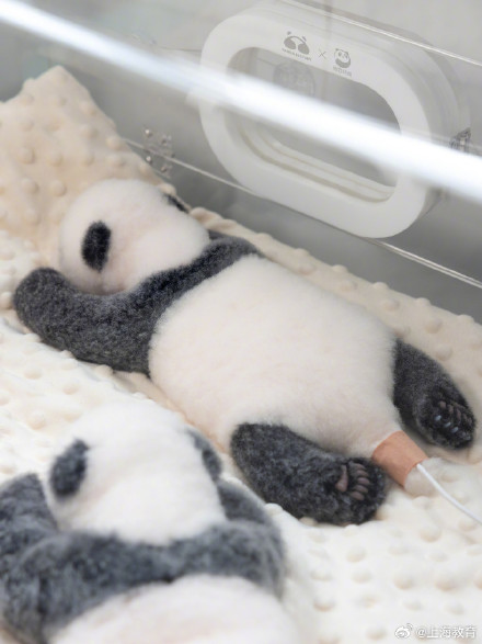 熊猫宝宝原来是这样测心率的 熊猫宝宝原来是这样测心率的