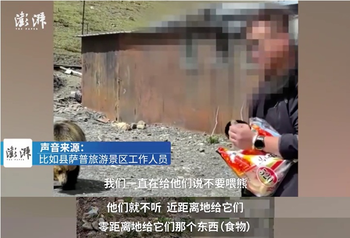 “藏马熊疑似突然袭击游客”?景区回应 “藏马熊疑似突然袭击游客”?景区回应