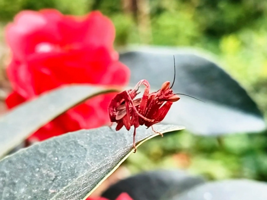 罕见的小可爱！红色眼斑螳螂现身云南宁洱