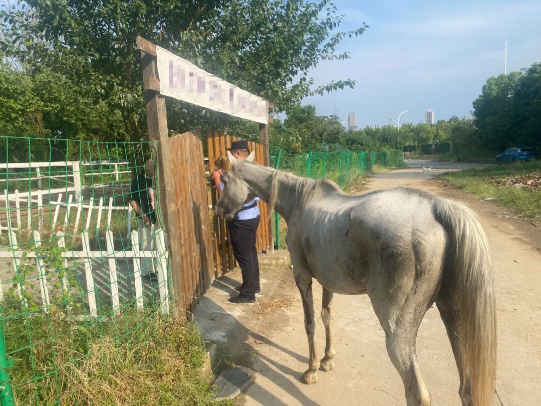 武汉市区，一群马狂奔！咋回事？
