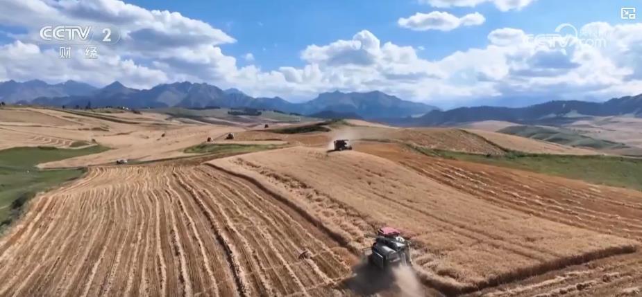 新疆旱地小麦进入收获期 “立体麦田”景观吸引众多国内外游客游览 新疆旱地小麦进入收获期 “立体麦田”景观吸引众多国内外游客游览