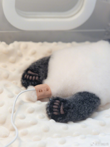 熊猫宝宝原来是这样测心率的 熊猫宝宝原来是这样测心率的