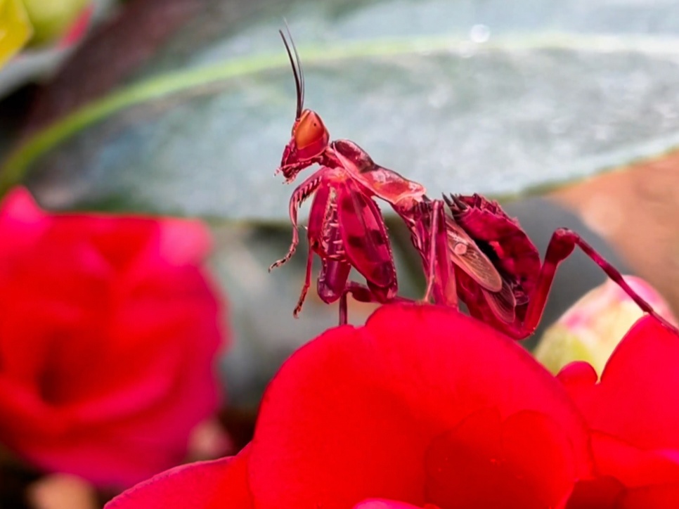 罕见的小可爱！红色眼斑螳螂现身云南宁洱