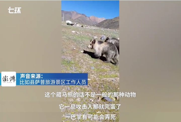 “藏马熊疑似突然袭击游客”?景区回应 “藏马熊疑似突然袭击游客”?景区回应