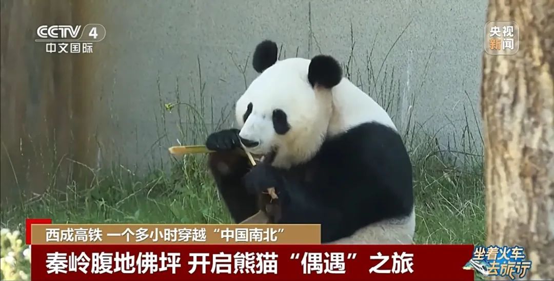 穿越！一小时横跨秦岭 熊猫朱鹮等你来！