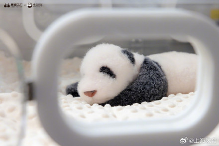 熊猫宝宝原来是这样测心率的 熊猫宝宝原来是这样测心率的