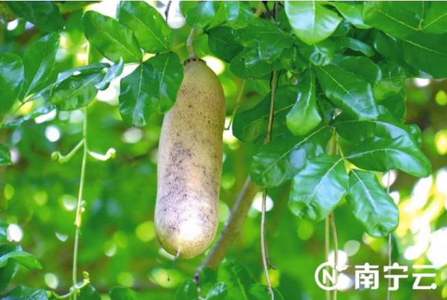 南宁人注意！人民公园这种吊在树上的瓜，不能吃！