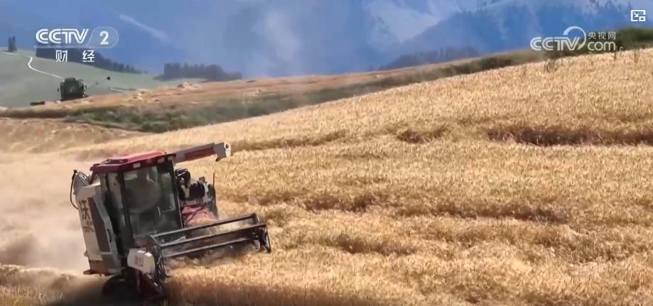 新疆旱地小麦进入收获期 “立体麦田”景观吸引众多国内外游客游览 新疆旱地小麦进入收获期 “立体麦田”景观吸引众多国内外游客游览