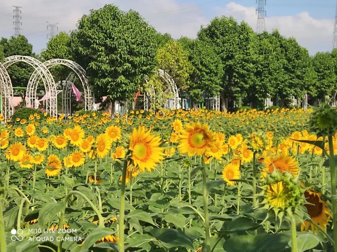 广州一景区深夜官宣:即日起闭园!街坊:这么突然? 广州一景区深夜官宣:即日起闭园!街坊:这么突然?