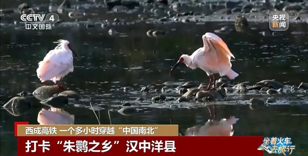 穿越！一小时横跨秦岭 熊猫朱鹮等你来！