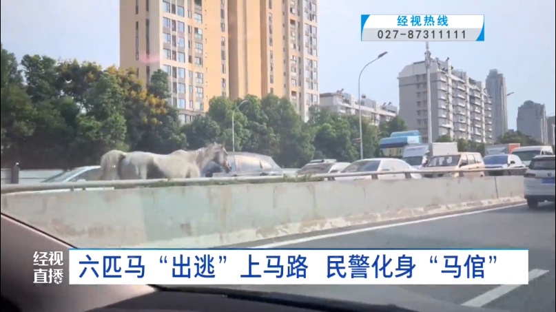 惊呆了!武汉马路上突然出现一群……交警:如果受到刺激,后果将不可控 惊呆了!武汉马路上突然出现一群……交警:如果受到刺激,后果将不可控