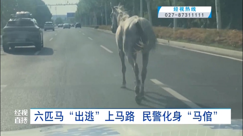 惊呆了!武汉马路上突然出现一群……交警:如果受到刺激,后果将不可控 惊呆了!武汉马路上突然出现一群……交警:如果受到刺激,后果将不可控