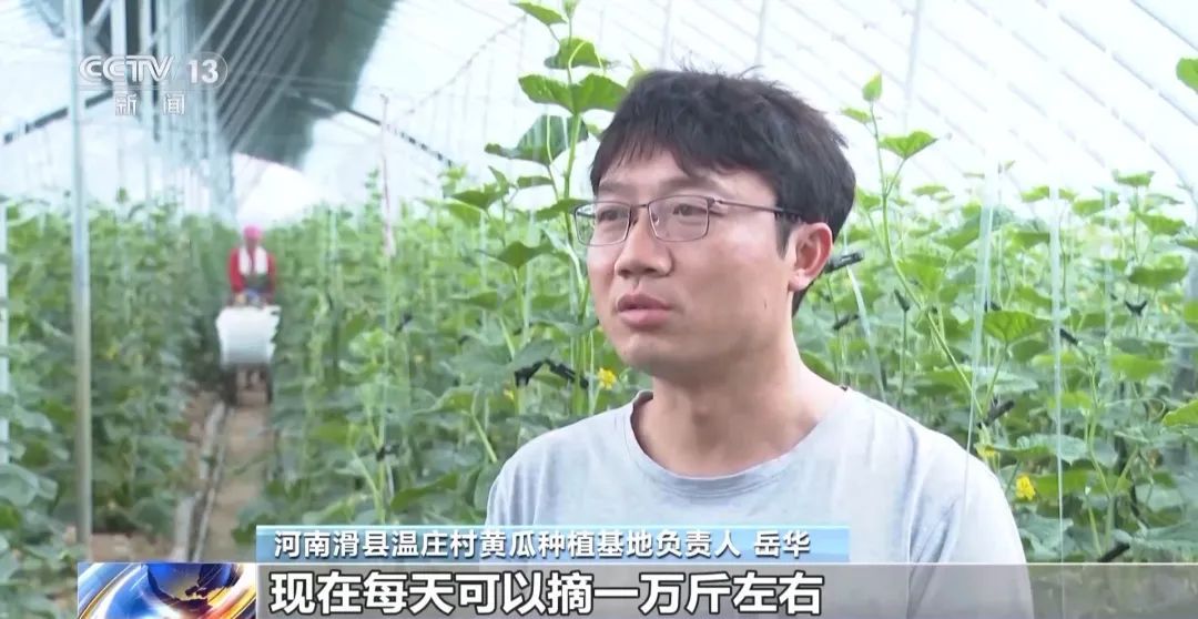 蔬菜价格开始回落多措并举拎稳“菜篮子”