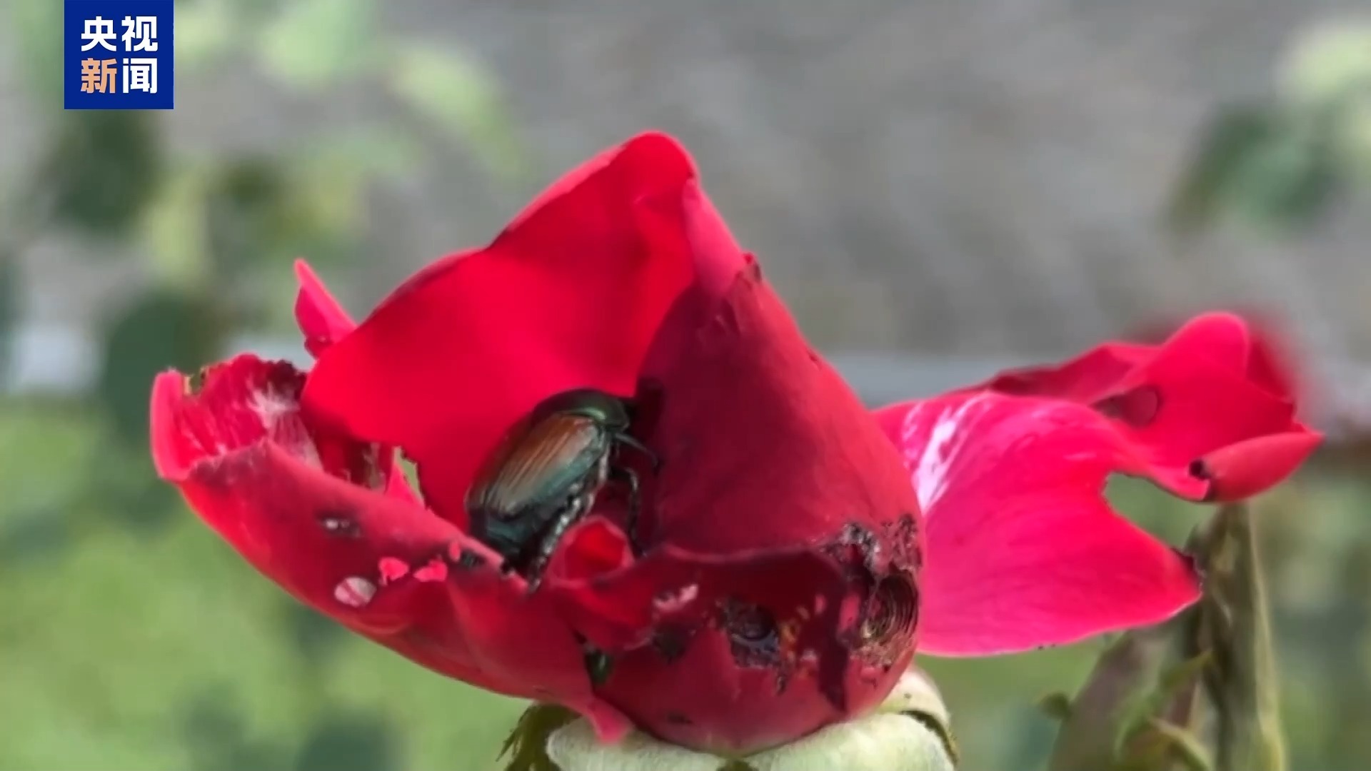 日本金龟子侵入瑞士 科学家寻找应对之策