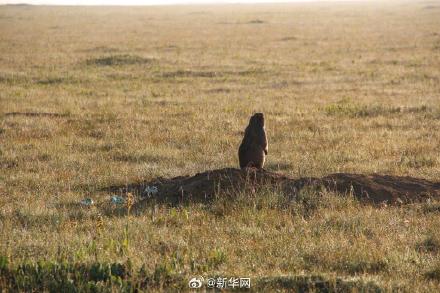 草原旅游远离网红萌宠土拨鼠 当心感染鼠疫