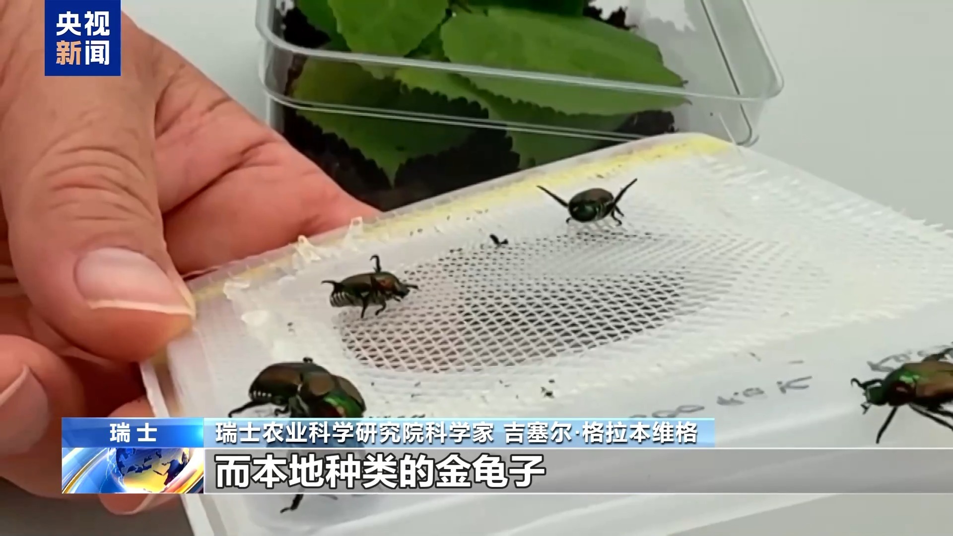 日本金龟子侵入瑞士 科学家寻找应对之策