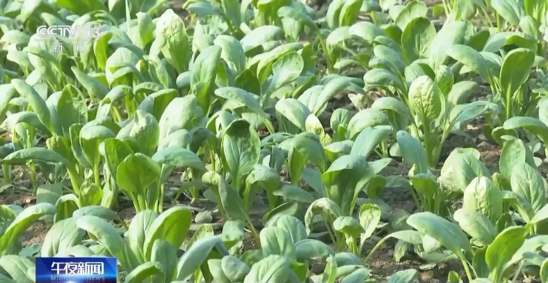 蔬菜价格开始回落多措并举拎稳“菜篮子”