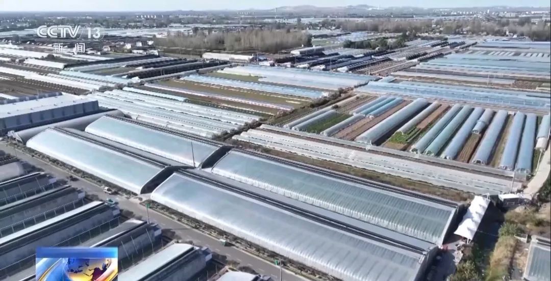 蔬菜价格开始回落多措并举拎稳“菜篮子”