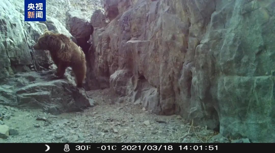 极度濒危！我国首次发现→