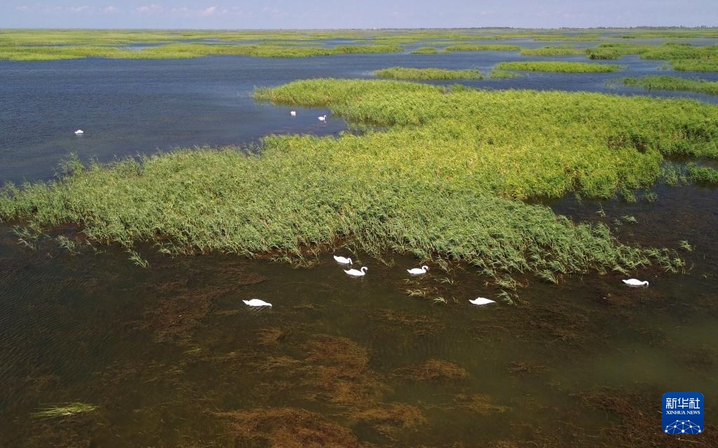 秋日黄河三角洲国家级自然保护区 秋日黄河三角洲国家级自然保护区